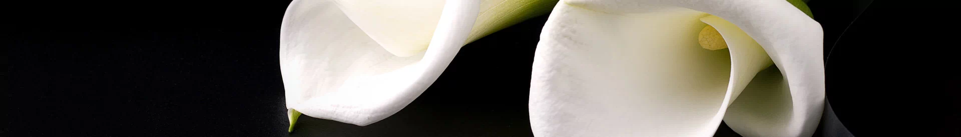 Biały kwiat kalii